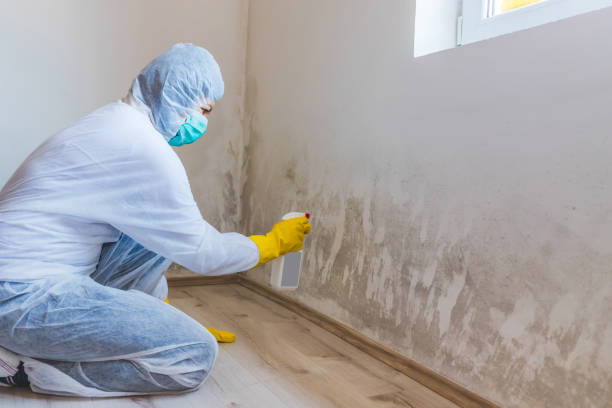 Licensed Black Mold Removal service in Shrewsbury, NJ - WQB Mold Removal
