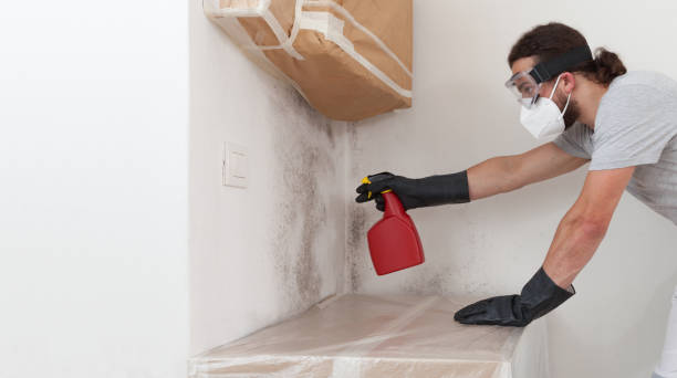Professional Black Mold Removal technician working in Shrewsbury, NJ