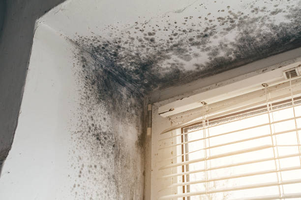 Affordable Black Mold Removal solutions in Shrewsbury, NJ