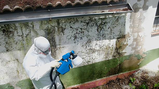 Top rated local Black Mold Removal specialists in Shrewsbury, NJ